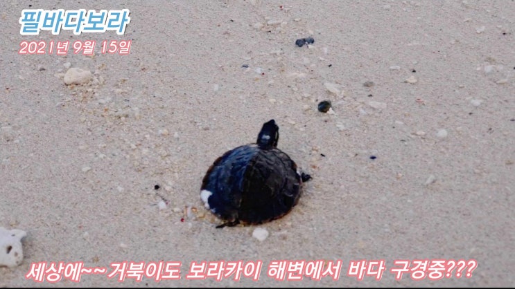  이제는 보라카이 해변을 걸으면 거북이도 볼수 있다 ? 2021년9월15일