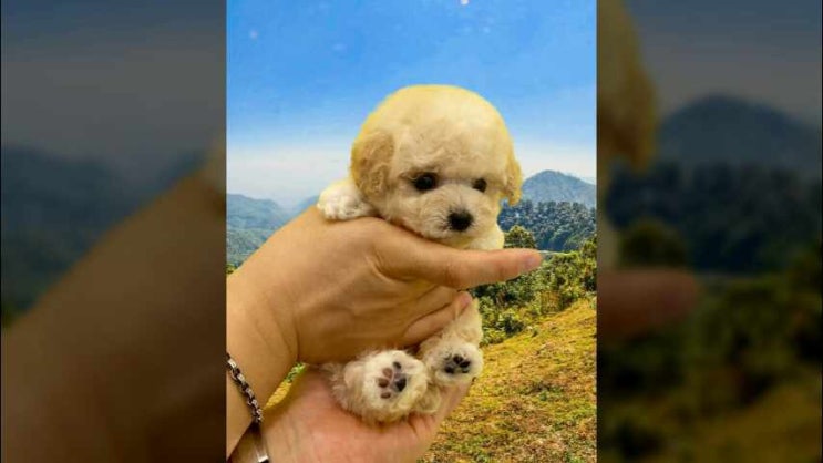  양산강아지분양 꿀팁 드려요