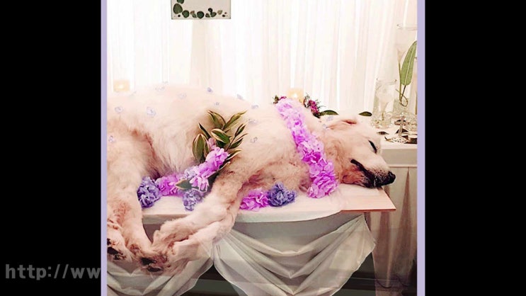  남양주 의정부 강아지 화장 고양이 장례, 비교를 해보면 쉽게 결정됩니다.