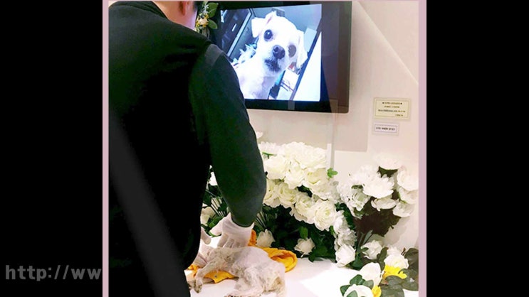  인천 강아지 화장 고양이 장례, 국가승인된 확실한 곳에서!