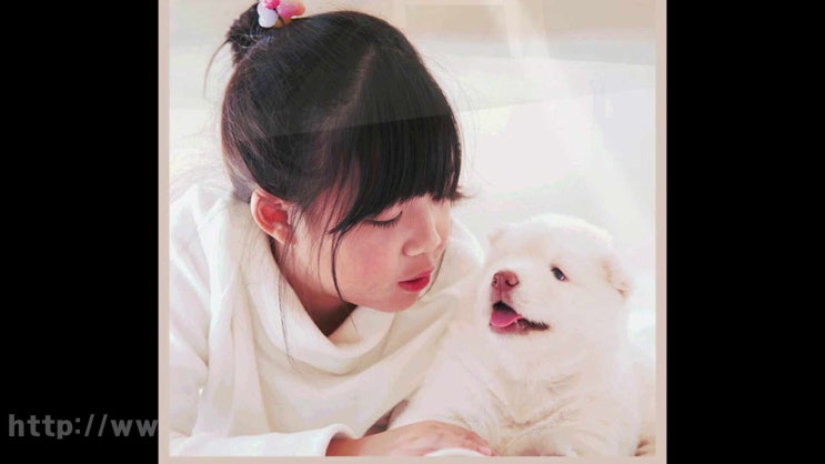  평택 강아지 장례 화장 애견 화장터 반려동물 장례식장, 중요하게 비교해야 할 점들은?