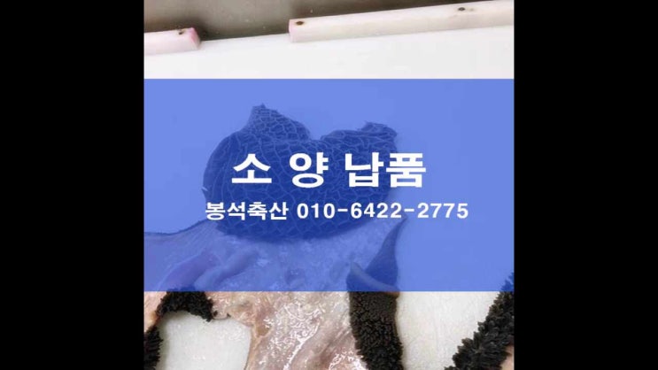 소 양 납품 쉽게 찾으세요! : 네이버 블로그