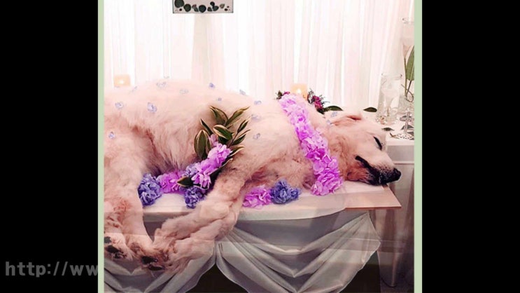  부천 강아지 화장터 애견 장례 반려동물 반려견 고양이 장례식장, 악덕업체 피하는 법!