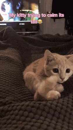  꼬리야 가만히 좀 있어.gif