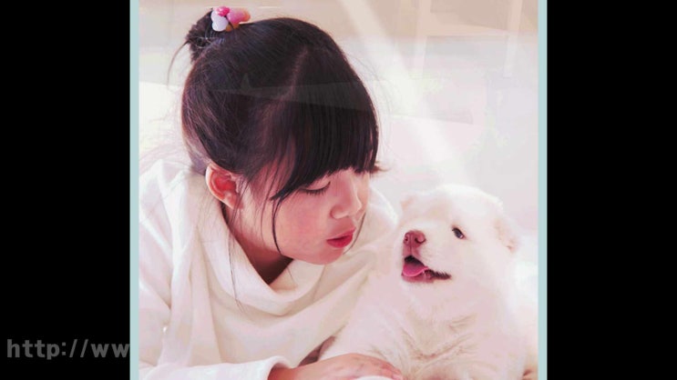  군포 오산 강아지 장례 장례식장 고양이 화장 반려견 애견 반려동물 화장터, 특별한 곳에서!
