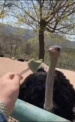  머리아픈 타조.gif