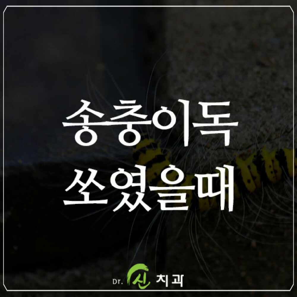 송충이독 물렸을때, 주의사항 및 처치방법