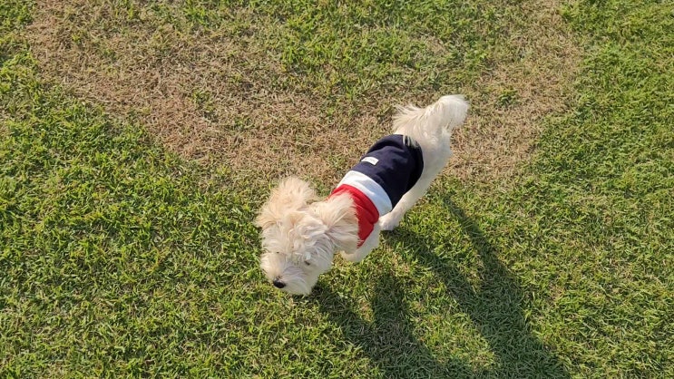  노리개 ㅣ 용인 원삼 애견운동장 , 애견 동반 가볼만한곳 , 말티푸 카이의 첫 운동장 산책