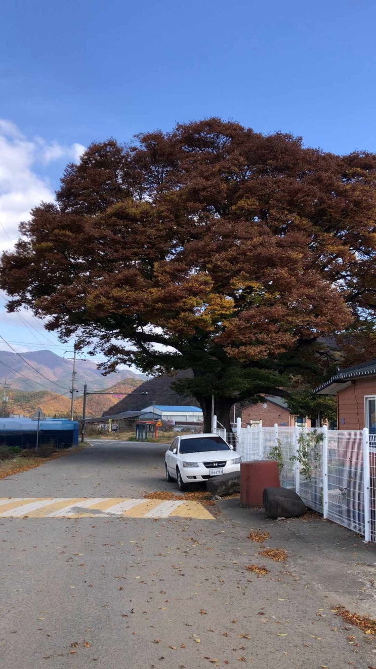 가을 나들이 가기 좋은 경북 영천 치산리 시고로 펜션