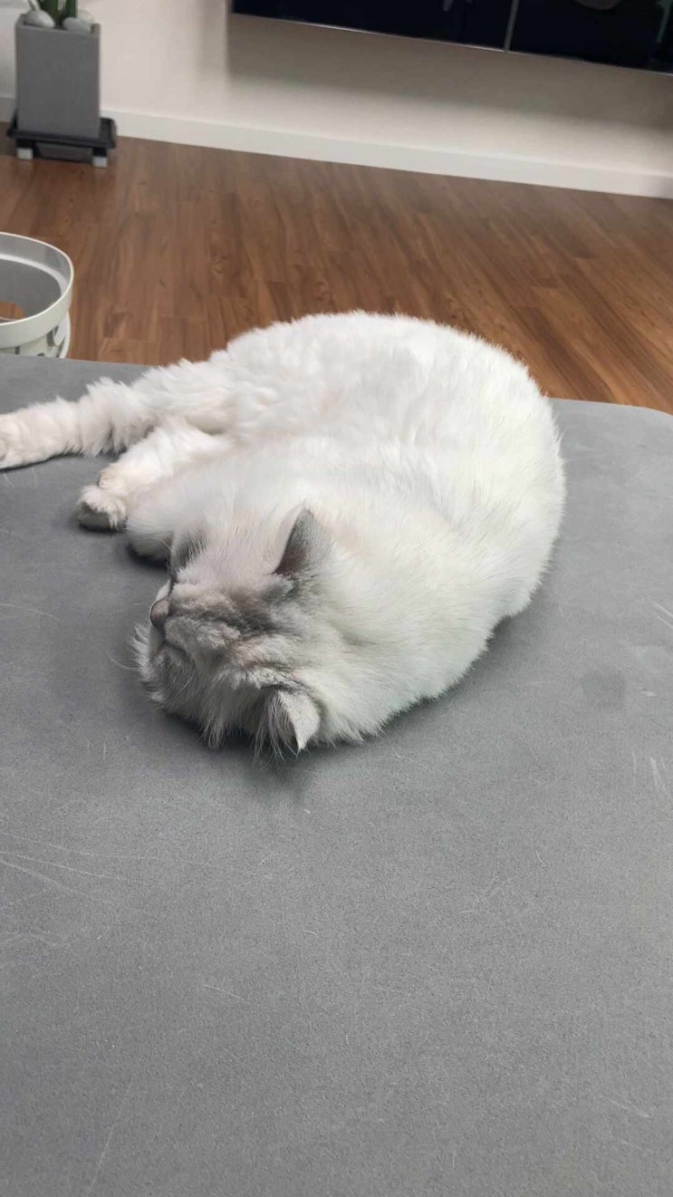  오늘의 로이