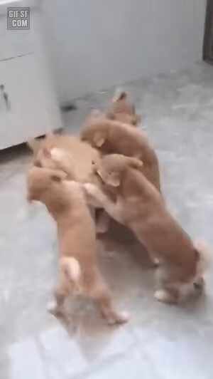  아빠가 1도 안 무서운 시바새끼들.mp4