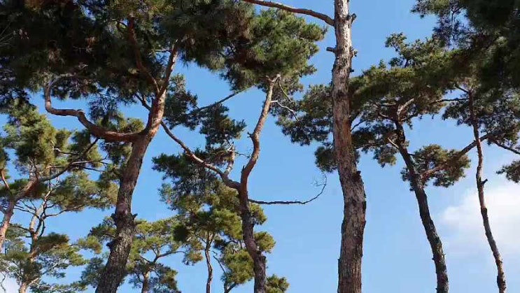  선돌마당공원 달서구 선사유적공원 산책과 아이들 학습에 좋아요