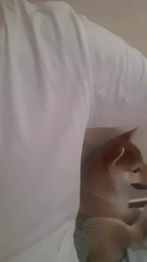  마루애기때