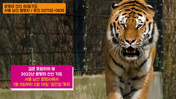 검은 호랑이의 해 운맞이 산신 40일 기도