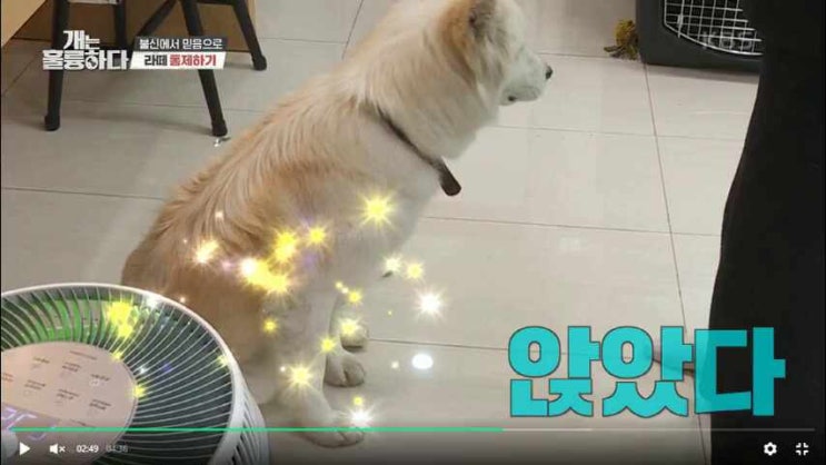 개는 훌륭하다 <b>강형욱</b> <b>훈련</b>사... 바디블로킹 <b>켄넬훈련</b>