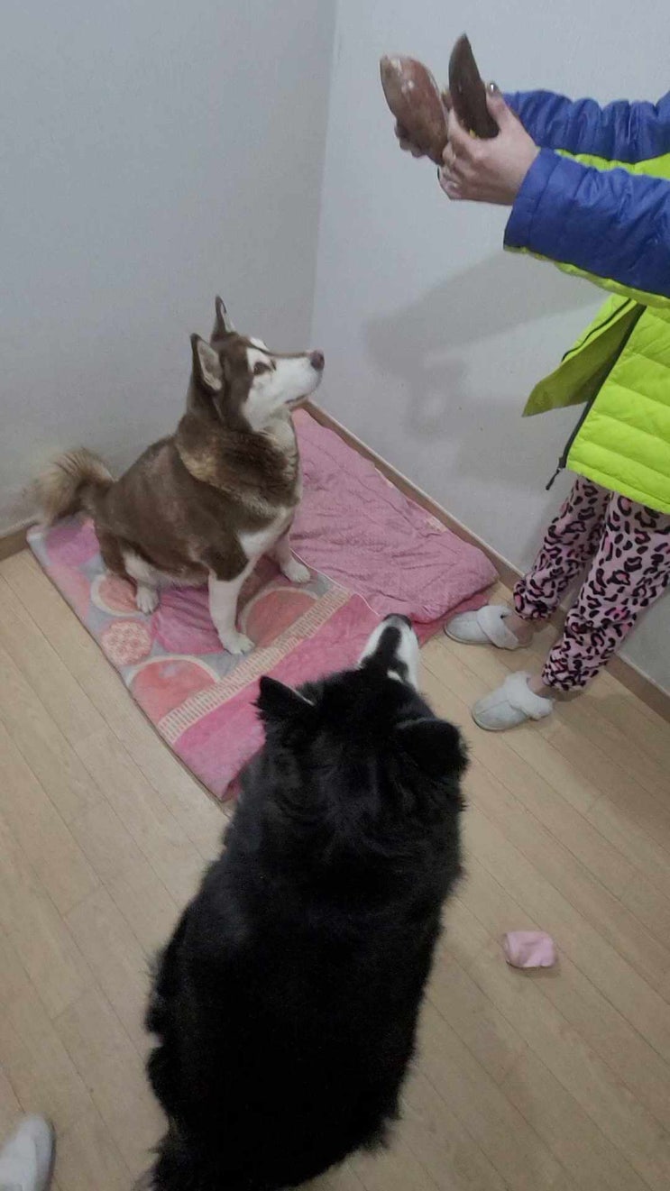  로로가 제일 좋아라 하는 얼린 찐고구마 