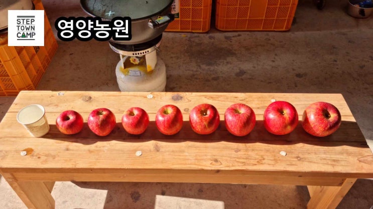  내가 먹는 사과 크기는 어느 정도일까?