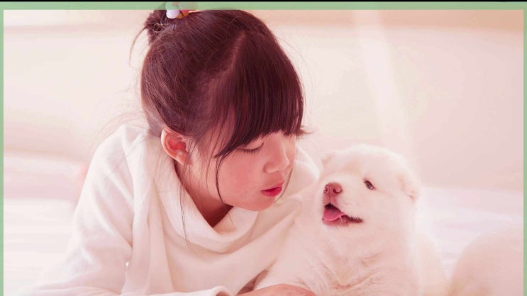  남양주 반려견 장례 애견 화장터 고양이 화장 장례식장, 합법적인 진행과 절차