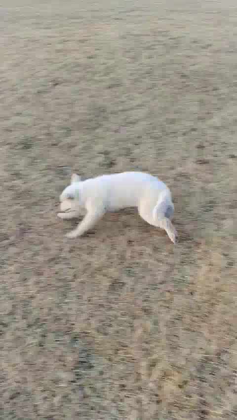  눈오는날 찾아온 복순이