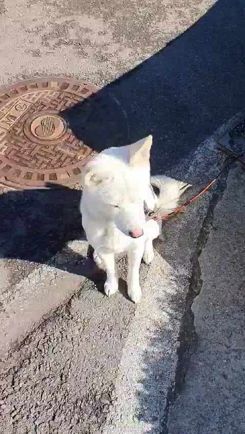  조용하고 멋있는 복순이
