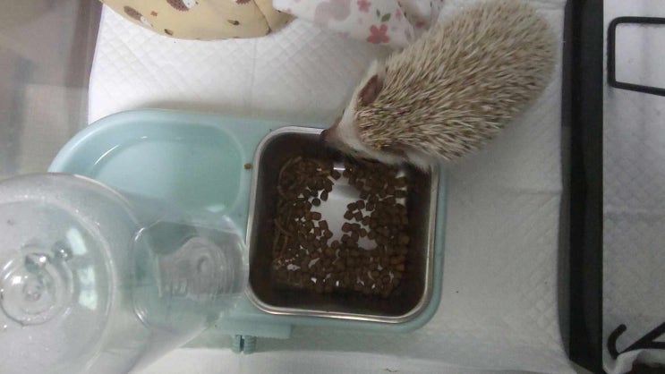  고슴도치 아침식사