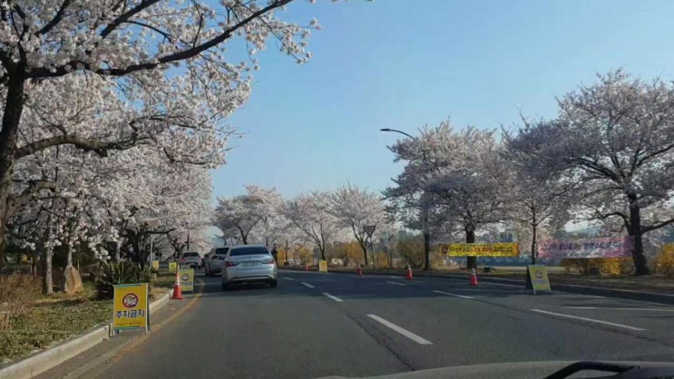  경주 터미널 벚꽃 현재상황
