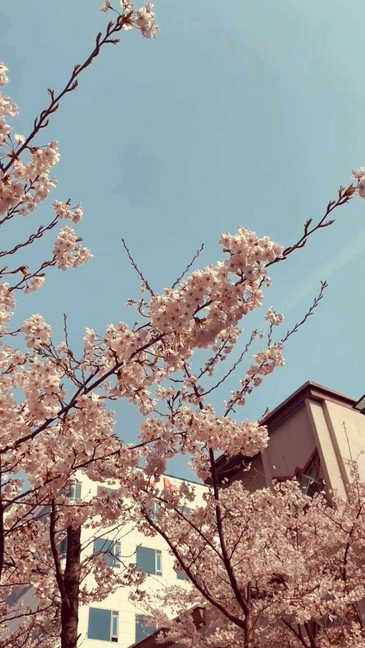  [성신여대사주타로 /꽃길걷자 사주타로] 봄꽃 / 벚꽃길걸으며~