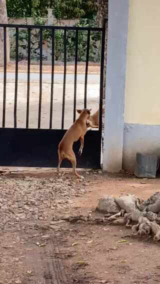  A Sad Lovers Blocked By Bars, And the Bystander (At the Dorm in Garoua, Cameroon)