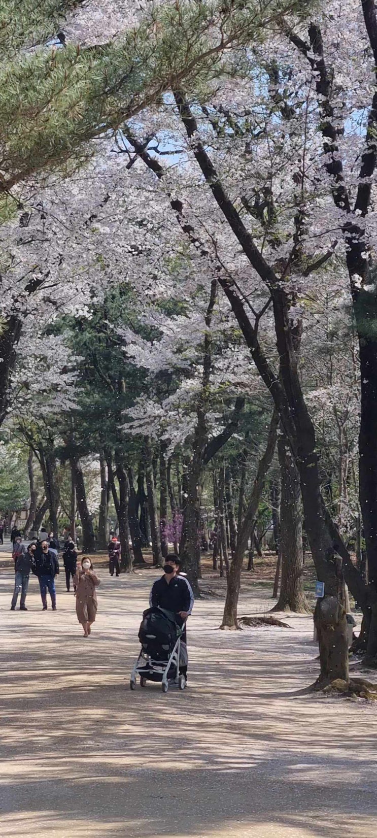  서오릉 꽃비