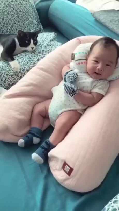  육아하는 고양이.gif