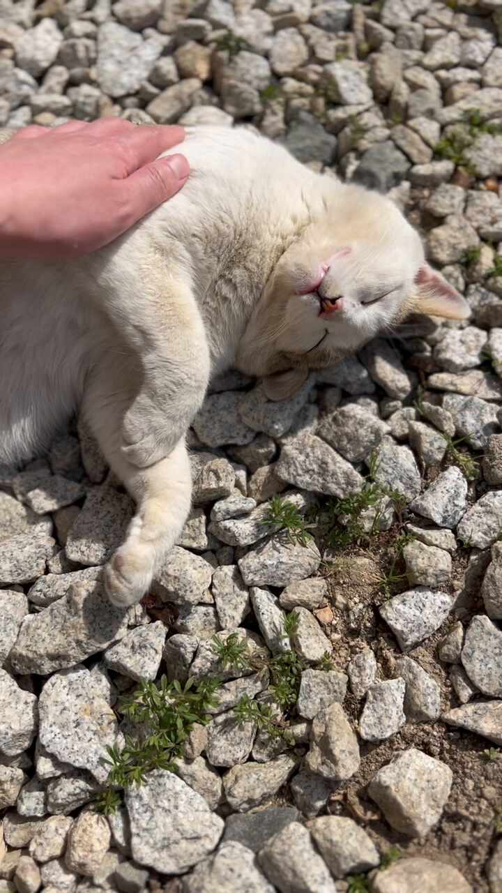  부모님 댁 고양이 일광욕