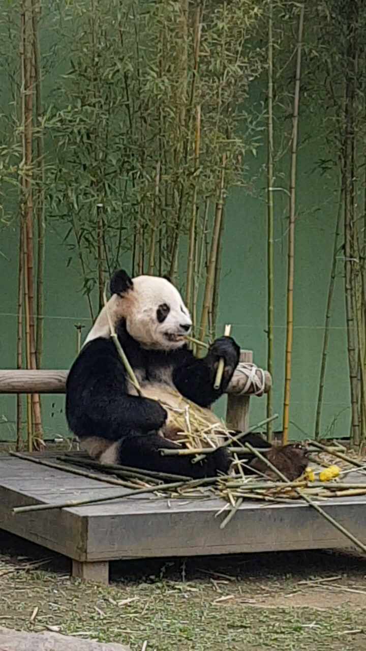  에버랜드 판다월드 대나무먹방 보고 왔어요!