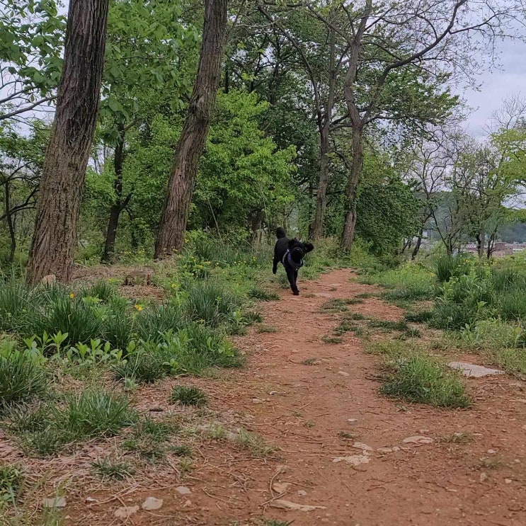  행복개 깜동일상