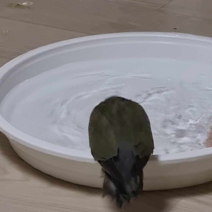  목욕 싫어하는 모리