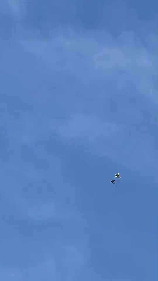  간지를 좀 많이 알게 된 비둘기의 착륙방법.gif