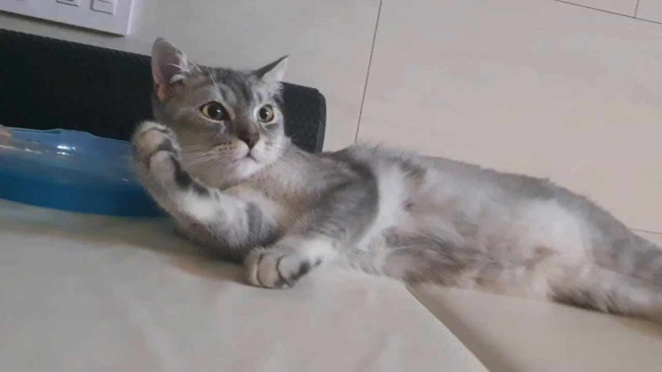  브숏 고양이 그루밍