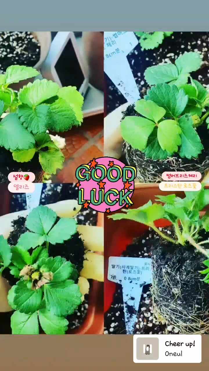  사계딸기 성장일기