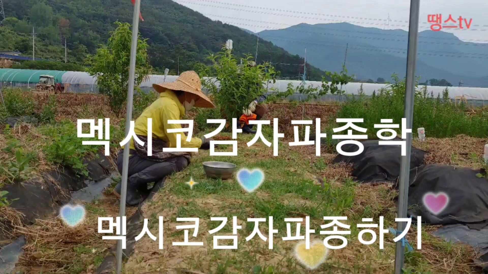 오늘도 멕시코 감자 씨앗을 심었다