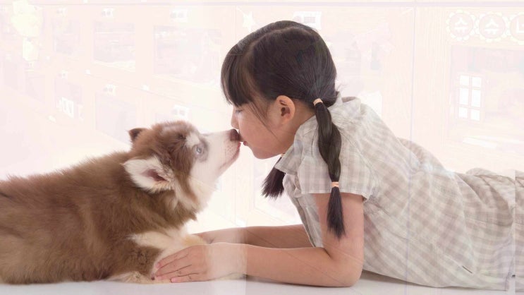  서울 반려동물 장례 장례식장, 신속한 진행이 가능한 곳!