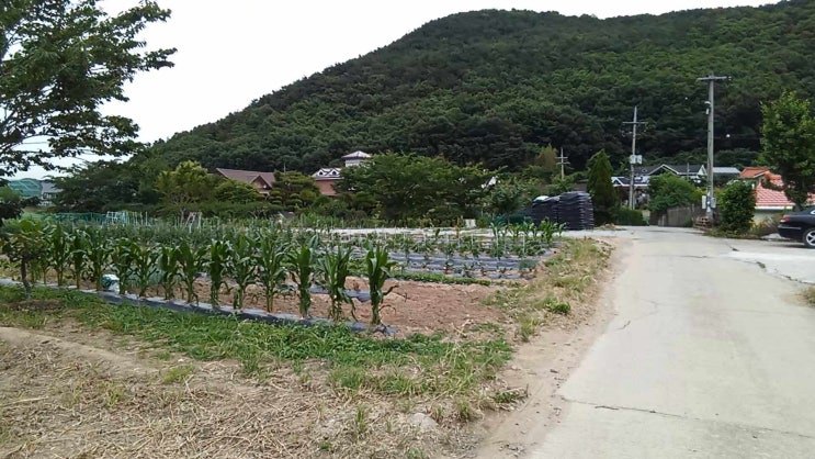  포항 부동산_국당리 전원주택, 농막, 주말농장_토지 매매