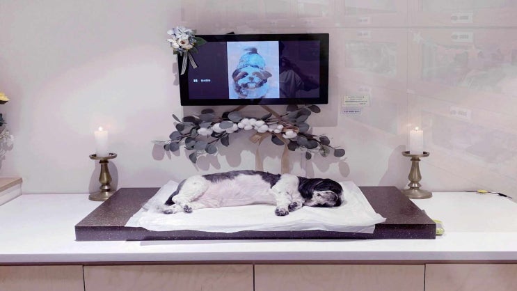  강아지 죽음 고양이 죽음, 안전한 절차로 맞춤형 서비스로~
