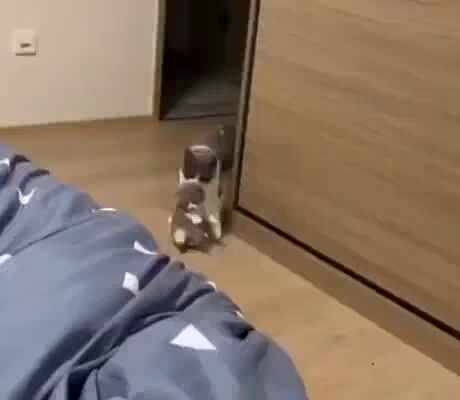  신뢰도 만땅으로 찍은 고양이가족.gif