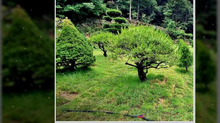  예산수목장 준비할 예정이라면