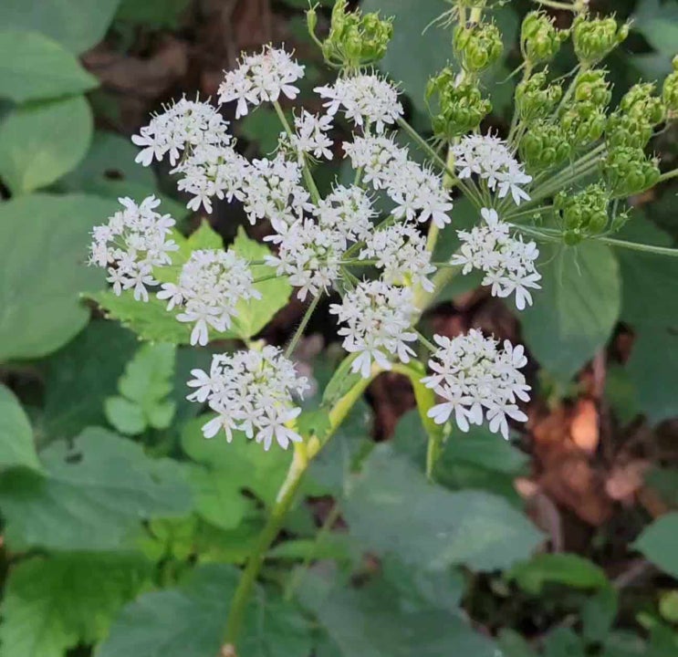 궁궁이(芎窮이)... : 네이버 블로그