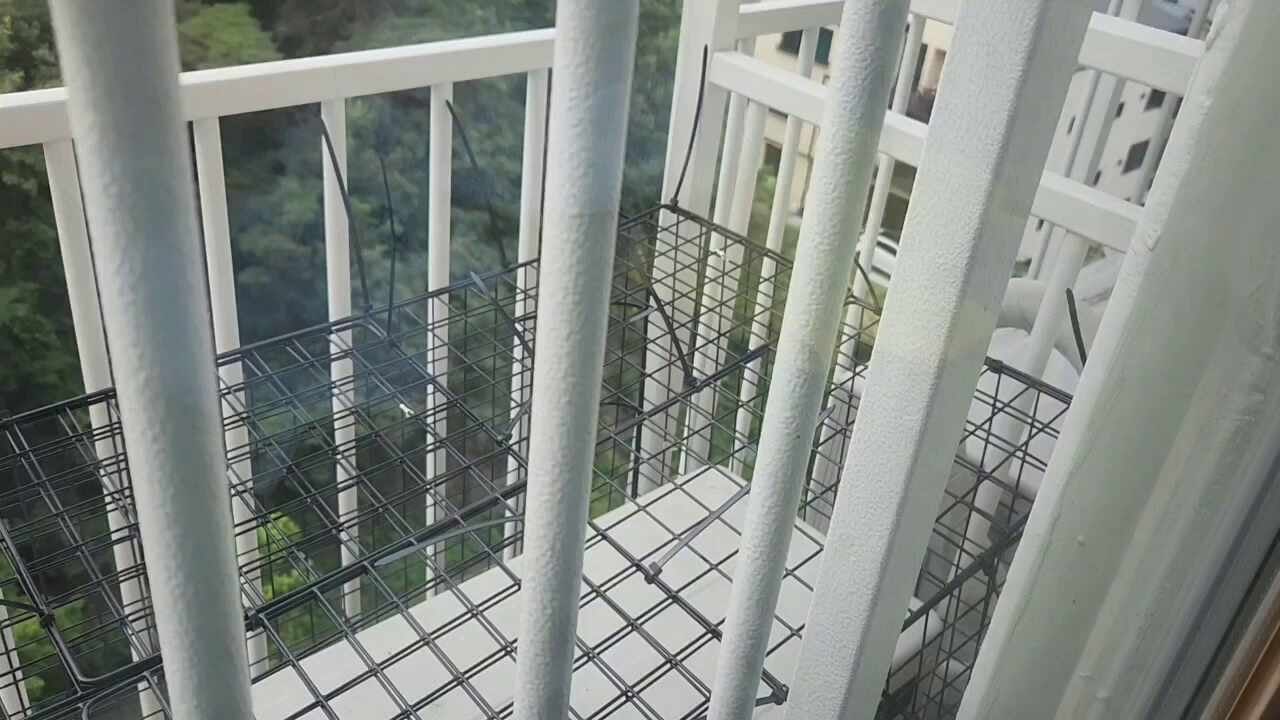 다이소 네트망으로 셀프 비둘기 퇴치하기