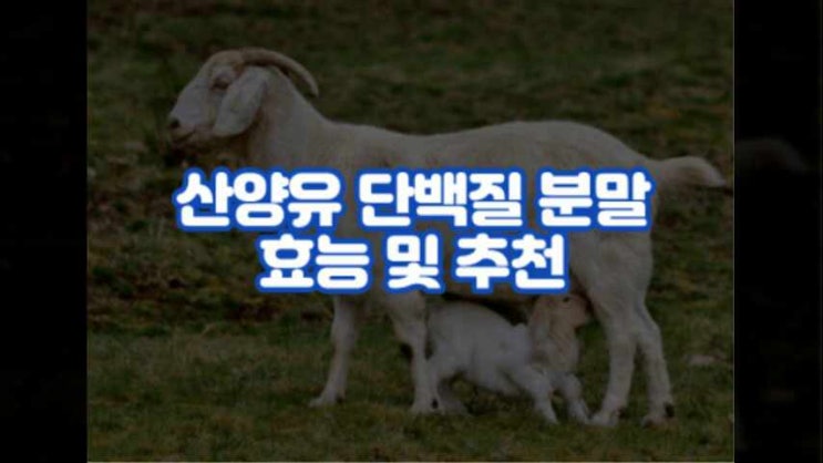 산양유 단백질 분말 효능 초유 단백질 마시는 법