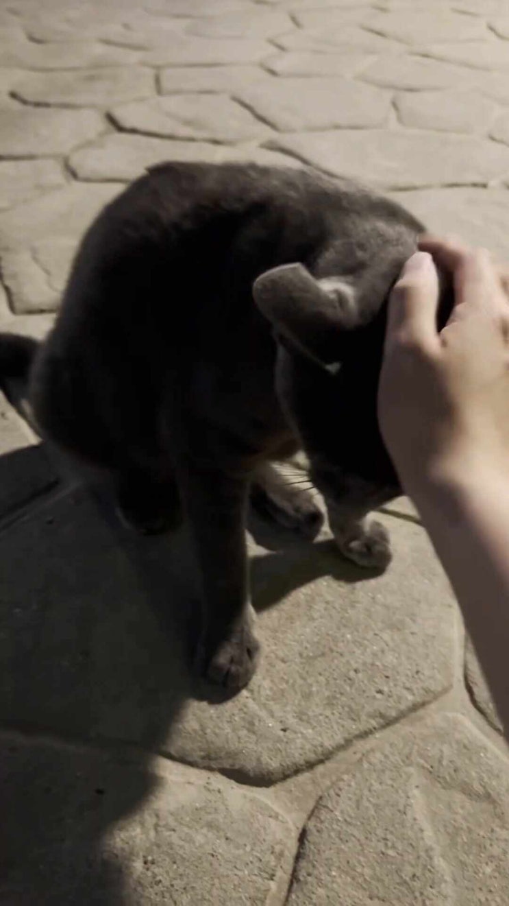  고양이 모음