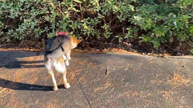 강아지 산책