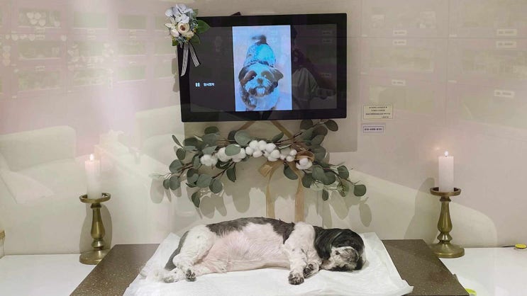  동대문구 성북구 강아지 장례 고양이 화장 애견 화장터 반려견 반려동물 장례식장 합리적 절차와 과정