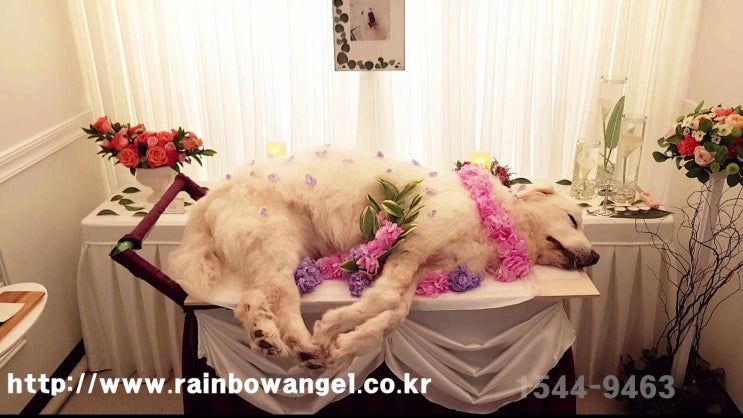  평택 반려동물 장례 애완견 화장터 애완동물 화장 후회 없을 바른 선택을 위한 장례식장